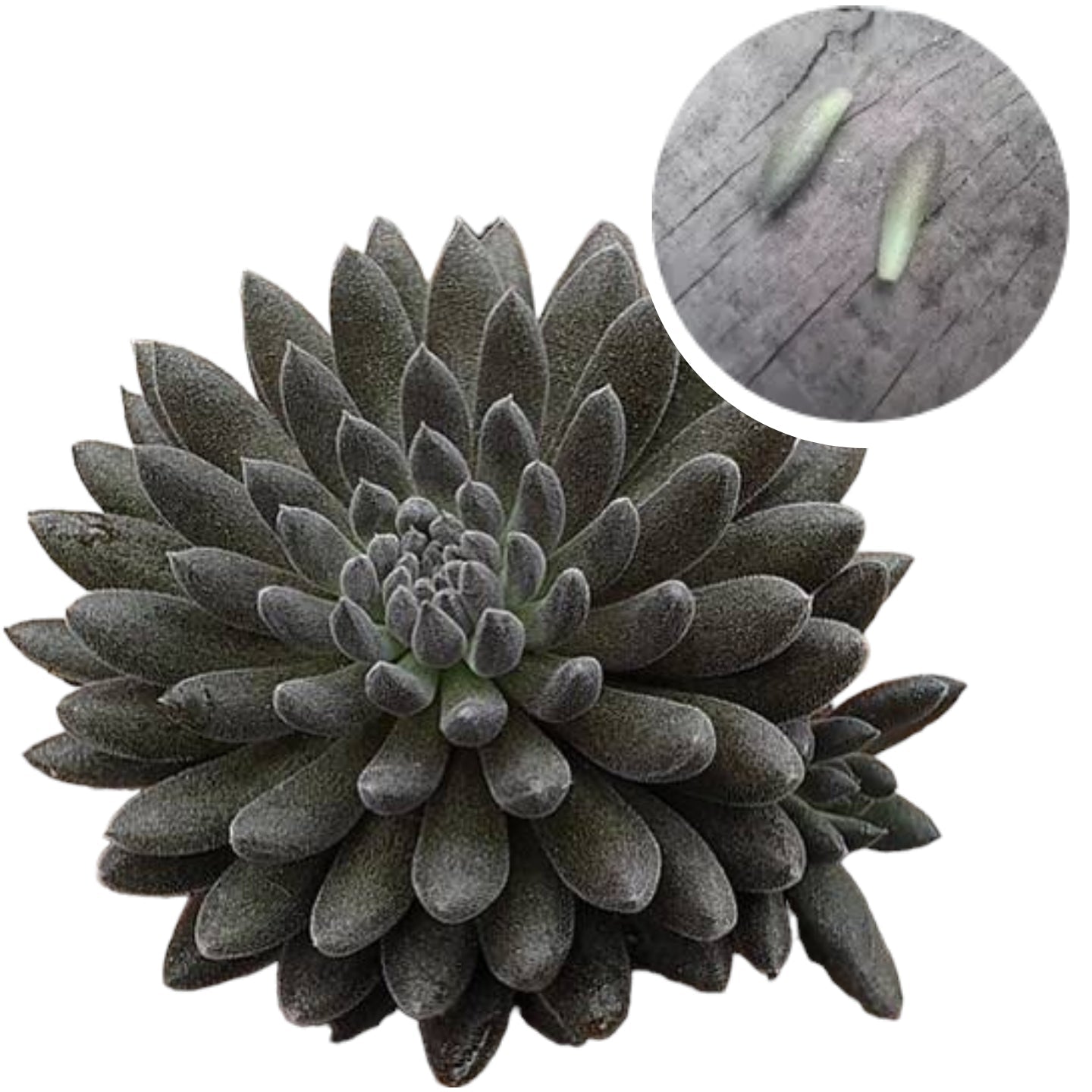 30 Semillas Hojas de Suculentas surtidas + Obsequio Sinocrassula Yunnanensis