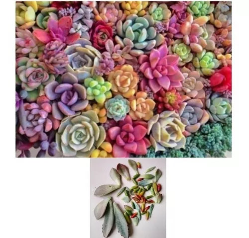 30 Semillas Hojas de Suculentas surtidas + Obsequio Sinocrassula Yunnanensis